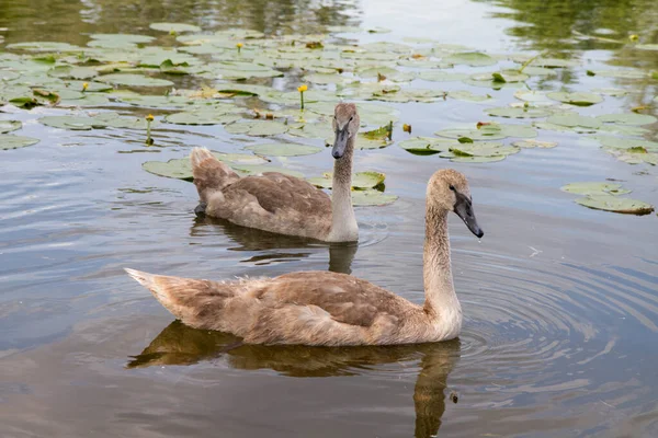 Dos Jóvenes Cisnes Hermosos Nadando Lago —  Fotos de Stock