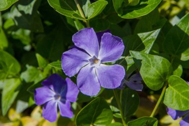 Blue periwinkle (Vinca major) plant blooming with flowers clipart