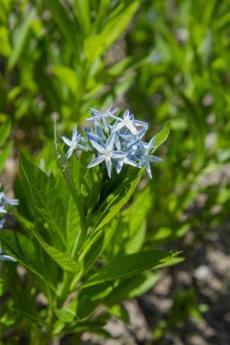 Amsonia (Amsonia tabernaemontana) bitkisi mavi çiçeklerle çiçek açıyor