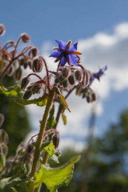 Borago çiçekleri (Borago officinalis), ayrıca bir yıldız çiçeği olarak da bilinir.