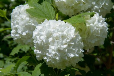 Viburnum filizleniyor, dalda beyaz çiçekler açıyor.