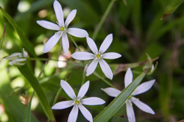 Beytüllahim Bahçe Yıldızı (Ornithogalum umbellatum) bitkisi beyaz çiçeklerle çiçek açıyor