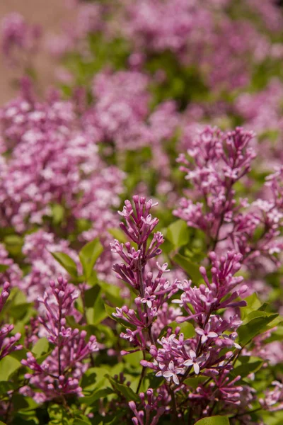 Lilás Comum Syringa Vulgaris Florescendo Primavera — Fotografia de Stock