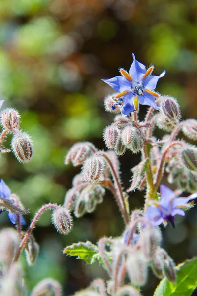 Borage Kwiaty Borago Officinalis Znany Również Jako Starflower Kwitnący Ogrodzie — Zdjęcie stockowe