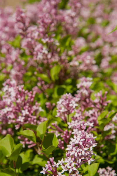 Flieder Syringa Vulgaris Blüht Frühling — Stockfoto