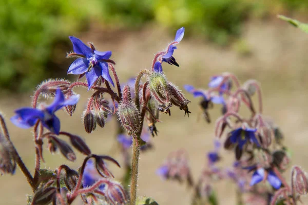 Borage Kwiaty Borago Officinalis Znany Również Jako Starflower Kwitnący Ogrodzie — Zdjęcie stockowe