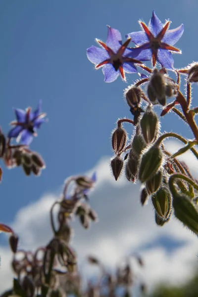 Borage Kwiaty Borago Officinalis Znany Również Jako Starflower Kwitnący Ogrodzie — Zdjęcie stockowe