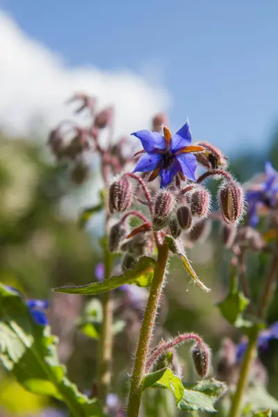 Borage Kwiaty Borago Officinalis Znany Również Jako Starflower Kwitnący Ogrodzie — Zdjęcie stockowe