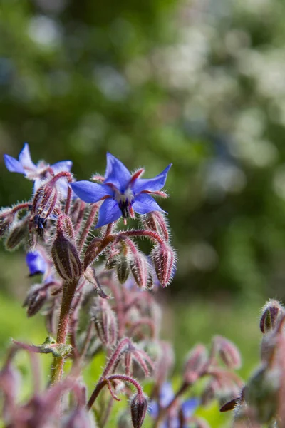 Borragem Flores Borago Officinalis Também Conhecido Como Uma Estrela Flor — Fotografia de Stock