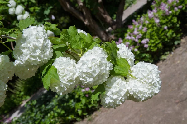 Ανθισμένος Θάμνος Viburnum Δέσμες Λευκών Λουλουδιών Ένα Κλαδί — Φωτογραφία Αρχείου