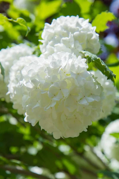 Viburnum Filizleniyor Dalda Beyaz Çiçekler Açıyor — Stok fotoğraf
