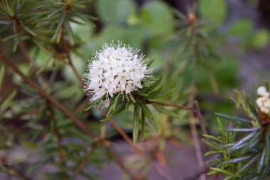 Marsh Labrador çayı (Rhododendron tomentosum) beyaz çiçeklerle çiçek açan bitki