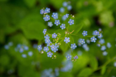 Büyük unutma beni-değil (Brunnera makrophylla) bitkisi mavi çiçeklerle çiçek açıyor
