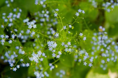 Büyük unutma beni-değil (Brunnera makrophylla) bitkisi mavi çiçeklerle çiçek açıyor