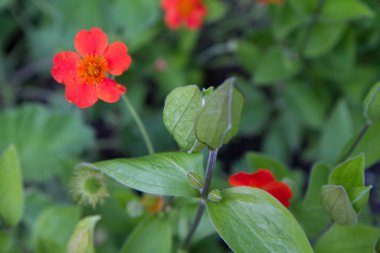 Çiçekler çalıların arasında çiçek açıyor.