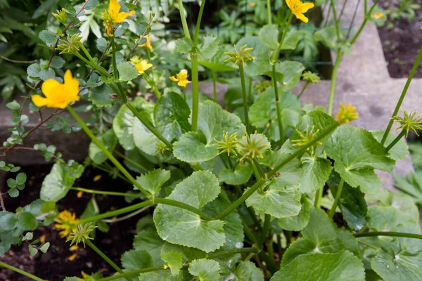 Moerasgoudsbloem Caltha Palustris Met Gele Bloemen — Stockfoto
