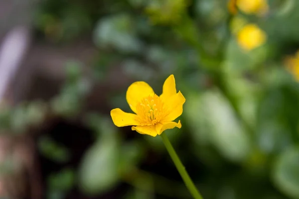 Marsh Caligold Caltha Palustris Florescendo Com Flores Amarelas — Fotografia de Stock