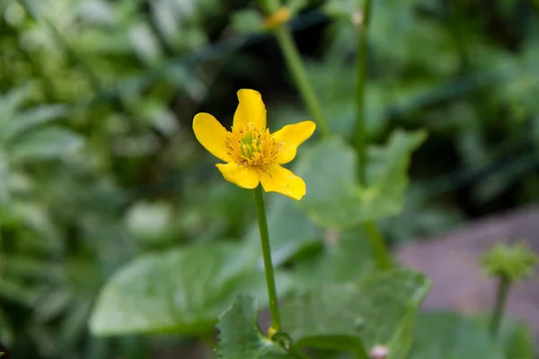 Bataklık Kadife Çiçeği Caltha Palustris Sarı Çiçeklerle Çiçek Açar — Stok fotoğraf