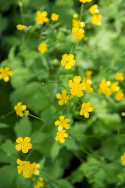 Manteiga Ranunculus Lanuginosus Florescendo Com Flores Amarelas — Fotografia de Stock