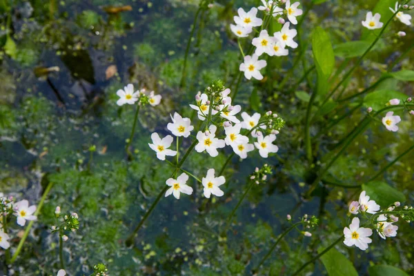 Europejska Plantacja Wodna Alisma Plantago Aquatica Kwitnąca Stawie — Zdjęcie stockowe