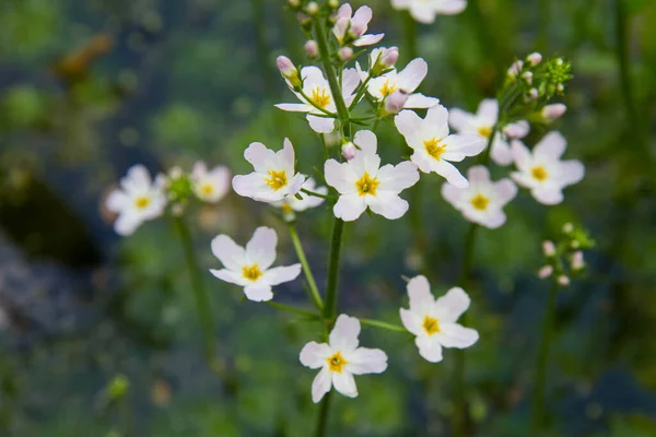 Европейское Водно Банановое Растение Alisma Plantago Aquatica Цветущее Пруду — стоковое фото