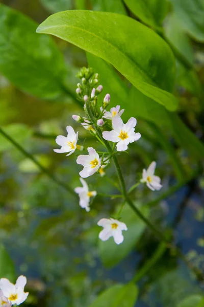 Европейское Водно Банановое Растение Alisma Plantago Aquatica Цветущее Пруду — стоковое фото