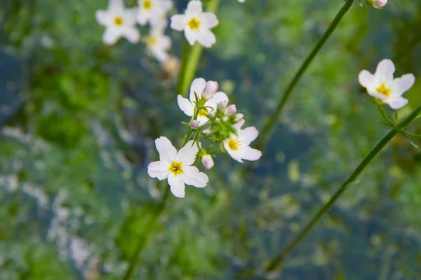 Европейское Водно Банановое Растение Alisma Plantago Aquatica Цветущее Пруду — стоковое фото