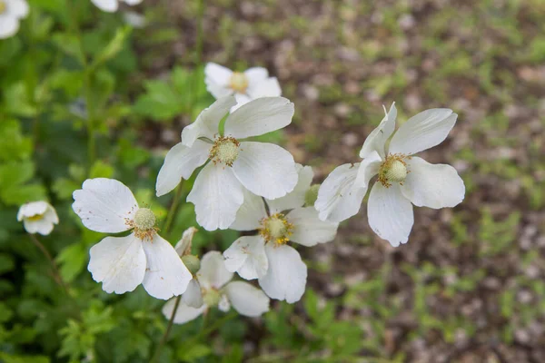 Snowdrop Anemone Anemonoides Sylvestris Plant Blooming White Flowers — Stock Photo, Image