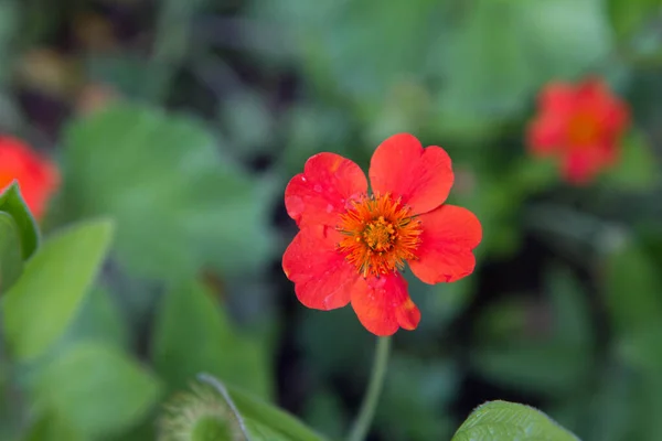 Primrose Bloemen Bloeien Tussen Struiken — Stockfoto