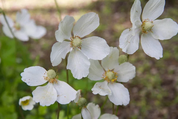 Snowdrop Anemone Anemonoides Sylvestris Plant Blooming White Flowers — Stock Photo, Image