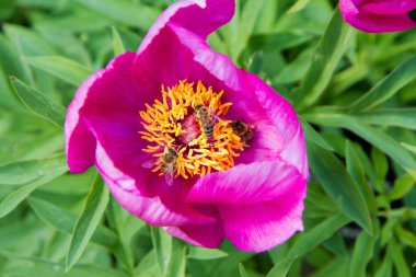 Arı çiçekte nektar topluyor.