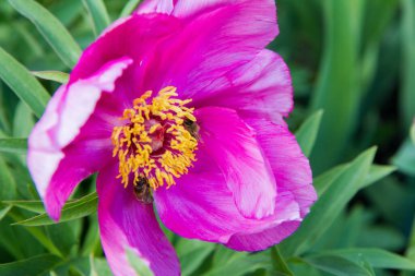 Arı çiçekte nektar topluyor.