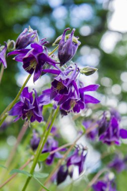 Avrupa kolumbini (Aquilegia vulgaris) bir bahçede çiçek açar, yukarı bakar