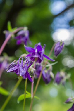Avrupa kolumbini (Aquilegia vulgaris) bir bahçede çiçek açar, yukarı bakar