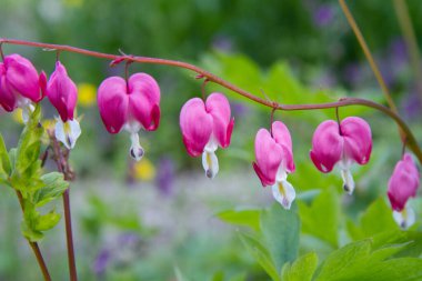 Kanayan kalp (Dicentra spektabilis) bir bahçede çiçek açan bitki