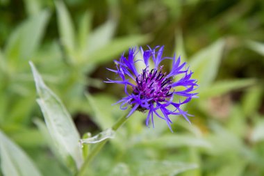 Centaurea çiçeği yaklaşıyor.