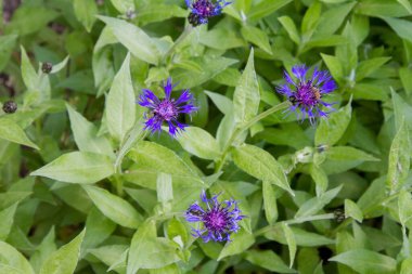 Centaurea çiçeği yaklaşıyor.