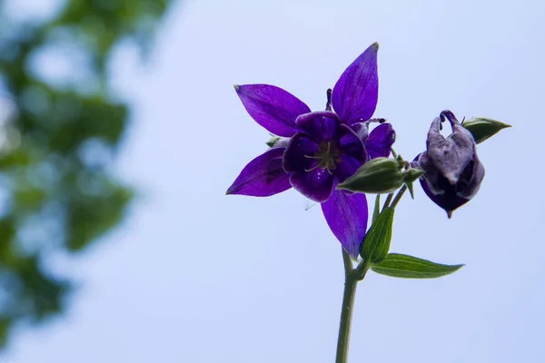 Kolumna Europejska Aquilegia Vulgaris Kwitnąca Ogrodzie Widoczna Górę — Zdjęcie stockowe