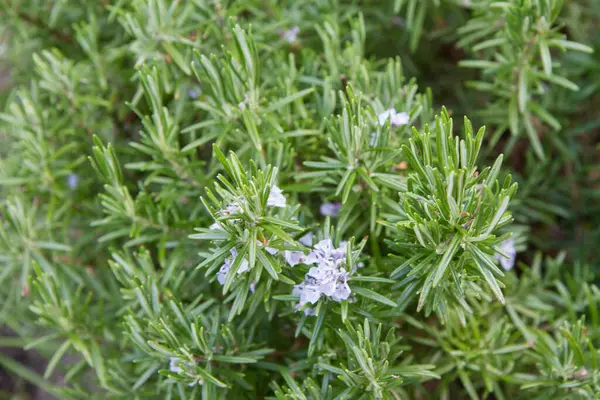 Rosemary Salvia Rosmarinus Rostlina Rostoucí Zahradě — Stock fotografie