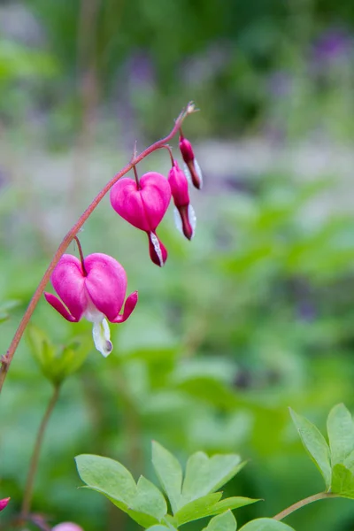 Vérző Szív Dicentra Spectabilis Növény Virágzik Kertben — Stock Fotó