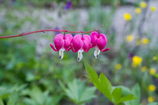 Vérző Szív Dicentra Spectabilis Növény Virágzik Kertben — Stock Fotó