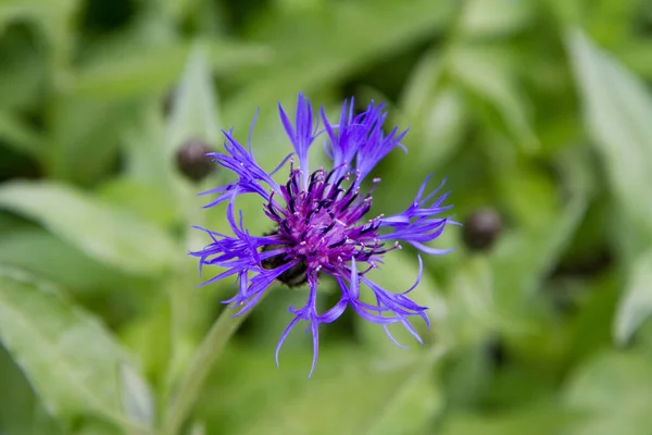 Centaurea Flor Floreciendo Primer Plano —  Fotos de Stock