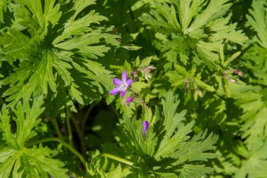 Bahçede yetişen bir çayır turna gagası (Geranium pratense) bitkisi