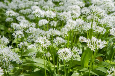 Bahçede çiçek açan yabani sarımsak (Allium ursinum)