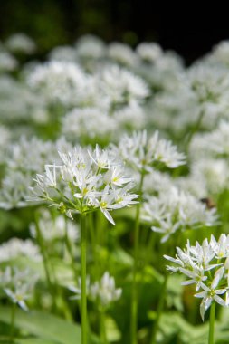 Bahçede çiçek açan yabani sarımsak (Allium ursinum)