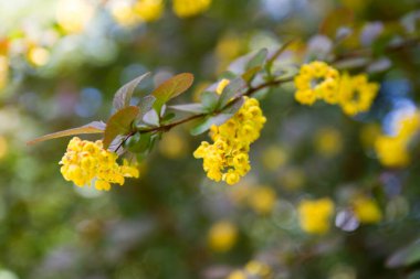Barberry (Berberis chopinii Mazurek) bir bahçede çiçek açan çalılar