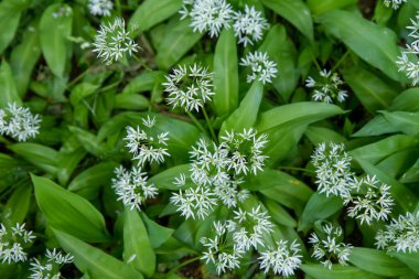 Bahçede çiçek açan yabani sarımsak (Allium ursinum)