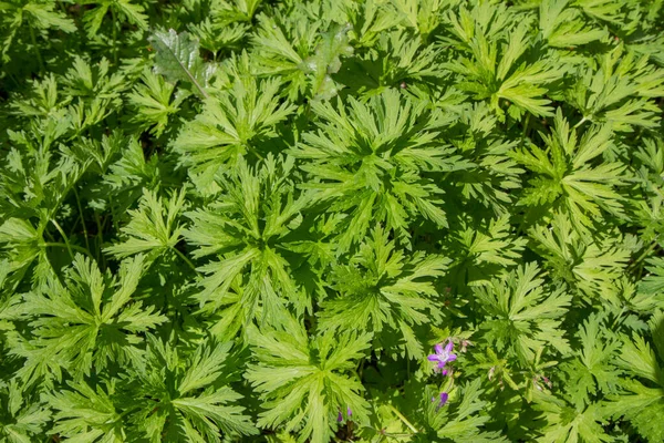 Wiesenkranich Schnabel Geranium Pratense Wächst Einem Garten — Stockfoto