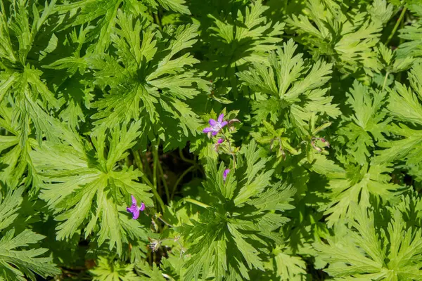 Fábrica Conta Guindaste Prado Geranium Pratense Que Cresce Jardim — Fotografia de Stock