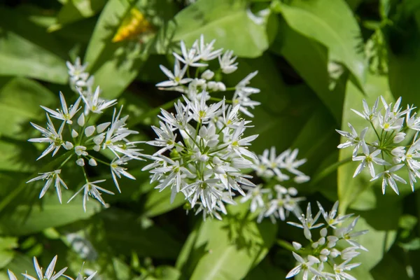 Άγριο Σκόρδο Allium Ursinum Φυτό Ανθίζει Έναν Κήπο — Φωτογραφία Αρχείου